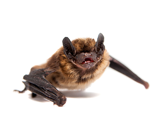 Jeffersonville Bat Control